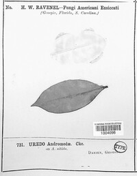 Uredo andromedae image